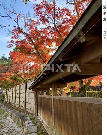 青空に映える板塀越しの鮮やかな紅葉〈岡崎城公園「城南亭」/愛知県岡崎市〉 96696569