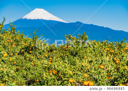 （静岡県）伊豆のみかん畑から望む、雪化粧した富士山 96696885