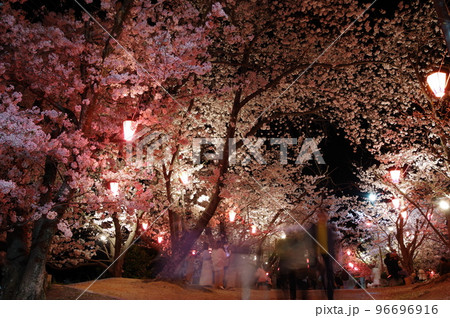 早島公園の夜桜 早島公園の夜桜 96696916