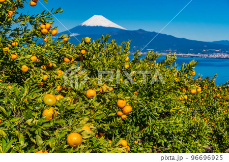 （静岡県）伊豆のみかん畑から望む、雪化粧した富士山 96696925