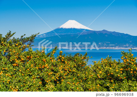 （静岡県）伊豆のみかん畑から望む、雪化粧した富士山 96696938