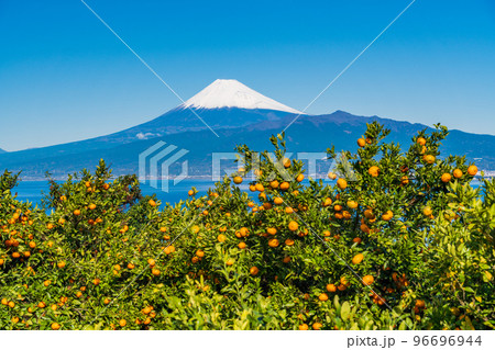 （静岡県）伊豆のみかん畑から望む、雪化粧した富士山 96696944