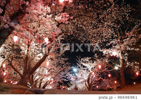 早島公園の夜桜 96696961