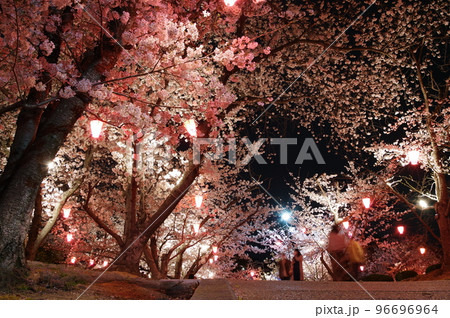早島公園の夜桜 早島公園の夜桜 96696964