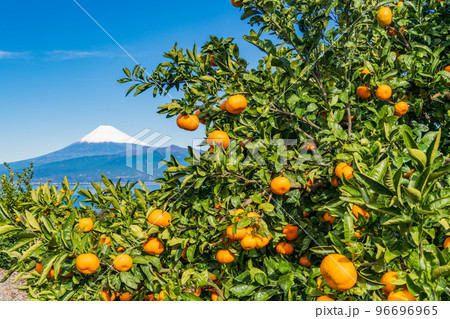 （静岡県）伊豆のみかん畑から望む、雪化粧した富士山 96696965