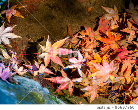 美しい紅葉の景色 水面に落ちた鮮やかな紅葉 美しい紅葉の景色 水面に落ちた鮮やかな紅葉 96697860
