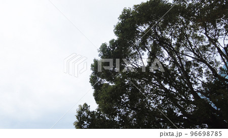 写真_植物素材_02 写真_植物素材_02 96698785