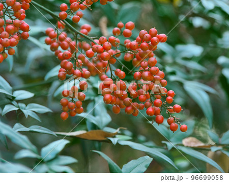 紅葉するハナミズキ(花水木) 2022年 紅葉するハナミズキ(花水木) 2022年 96699058