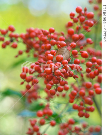 紅葉するハナミズキ(花水木) 2022年 紅葉するハナミズキ(花水木) 2022年 96699511