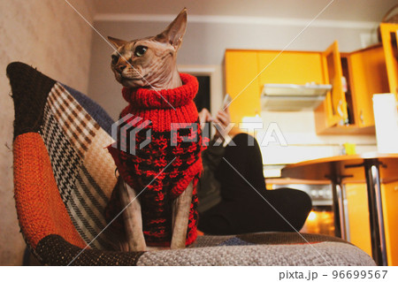 Bald cat in a warm red knitted vintage sweater in retro interior. Canadian Sphynx in pet clothes at cozy home. Space for text. Hairless animal indoors with a human Cat in christmas clothes Cold season 96699567
