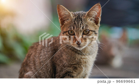A cat looking into the camera. portrait of a grey cat with stripes laying on a ground. 96699661