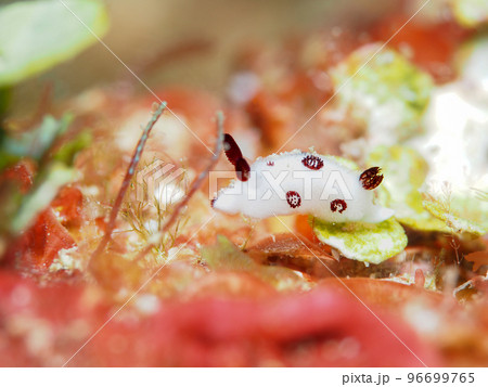 ブチウミウシ 96699765