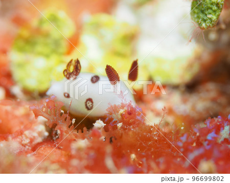 ブチウミウシ 96699802