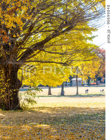 美しい紅葉の景色　朝日に輝くイチョウの黄葉 96699848