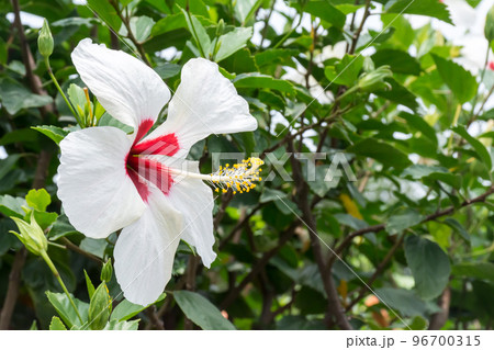 花 フラワー お花 96700315