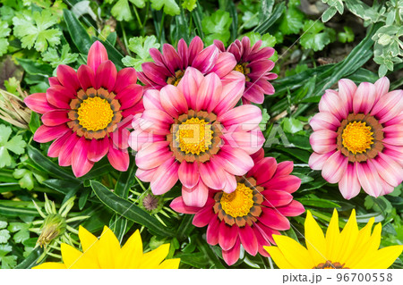花 フラワー お花 96700558