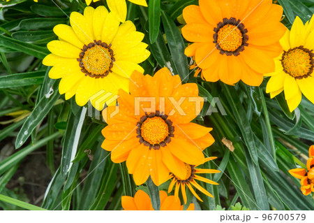 花 フラワー お花 96700579