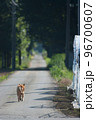 夏の田舎道を歩く犬 96700607