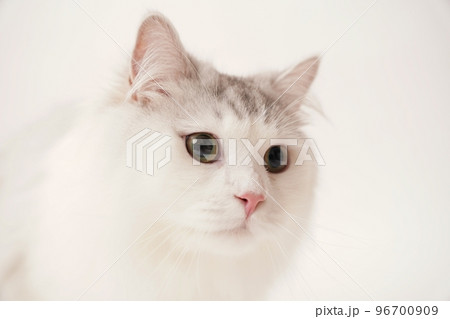 サイベリアン　ネコ 96700909