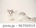 サイベリアン　ネコ 96700919