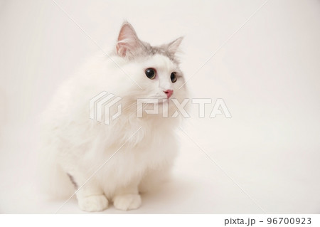 サイベリアン　ネコ 96700923