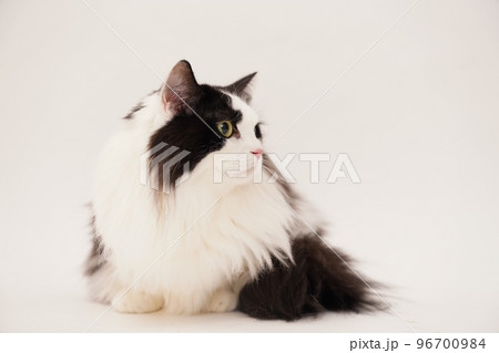 マンチカン　ネコ 96700984