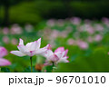 早朝に咲く古代蓮 96701010
