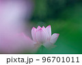 早朝に咲く古代蓮 96701011