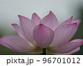 早朝に咲く古代蓮 96701012