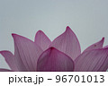 早朝に咲く古代蓮 96701013