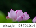 早朝に咲く古代蓮 96701014