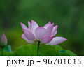 早朝に咲く古代蓮 96701015