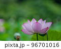早朝に咲く古代蓮 96701016