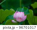 早朝に咲く古代蓮 96701017
