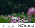 早朝に咲く古代蓮 96701018