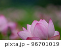 早朝に咲く古代蓮 96701019