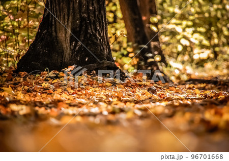 Trees and autumn leaves. Trees and autumn leaves. 96701668
