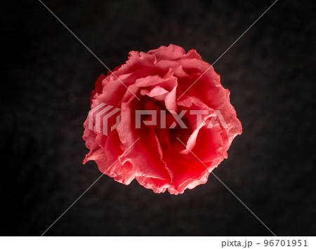 Beautiful flower on black background. Macro shoot. Beautiful flower on black background. Macro shoot. 96701951