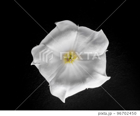Top view of a flower on a black background. View above. 96702450