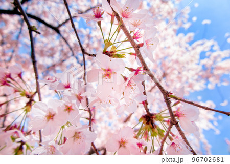 光を浴びる満開の桜 光を浴びる満開の桜 96702681