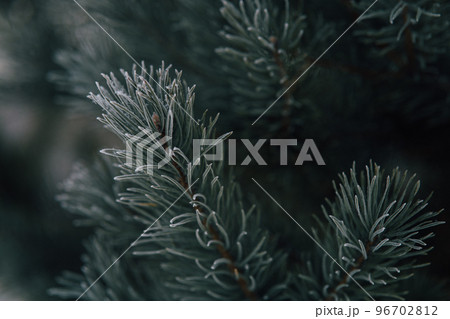 Pine branches covered with hoarfrost, nature winter natural dark background Pine branches covered with hoarfrost, nature winter natural dark background 96702812