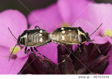 Closeup on two Rape shieldbug , Eurydema oleracea , mating on a purple flower 96703036