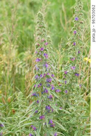 Vertical closeup on a viper's bugloss blueweed flowering plant, Echium vulgare in a meadow 96703062
