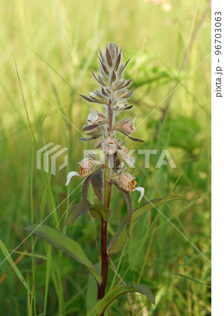 Vertical closeup on a Grecian foxglove, Digitalis lanata in a meadow 96703063