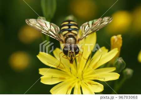 Closeup on a yellow striped Migrant hoverfly, Eupeodes corollae sitting on a yellow flower Closeup on a yellow striped Migrant hoverfly, Eupeodes corollae sitting on a yellow flower 96703068