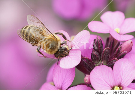 Colorful purple closeup of a honey bee drinking nectar from a pink Wallflower, Erisymum cheiri 96703071