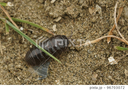 Closeup on a common pill-bugArmadillidium vulgare crawling on the ground 96703072