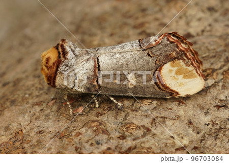 Closeup on a colorful Prominent puss moth, Phalera bucephala, sitting on wood 96703084
