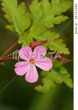 Closeup of a beautiful pink Herb robert flower, Geranium robertianum, surrounded by green leaves Closeup of a beautiful pink Herb robert flower, Geranium robertianum, surrounded by green leaves 96703088