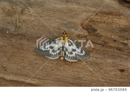 Closeup on the colorful white , brown and orange small magpie moth, Anania hortulata Closeup on the colorful white , brown and orange small magpie moth, Anania hortulata 96703089
